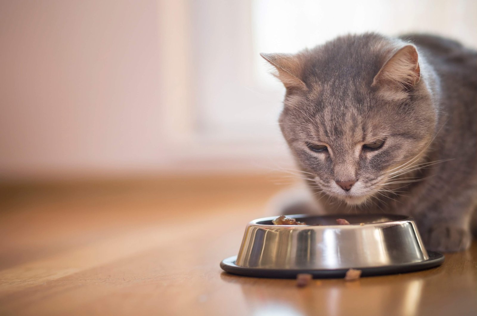 croquettes-chat-sans-cereales